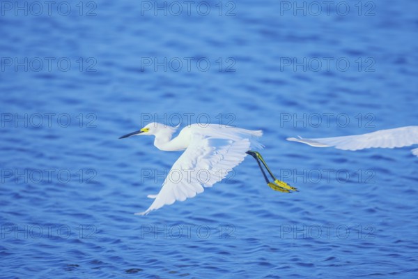 Snowy Egret (Egretta thula) in flight, Sanibel Island, J.N. Ding Darling National Wildlife Refuge, Florida, USA, North America