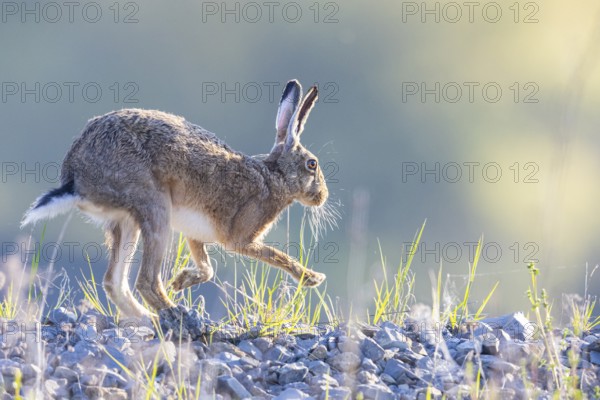 European hare (Lepus europaeus) Germany