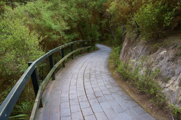 Curved stone path with railings through a green forest landscape, Wai-O-Tapu Thermal Wonderland, Rotorua, North Island, New Zealand, Oceania