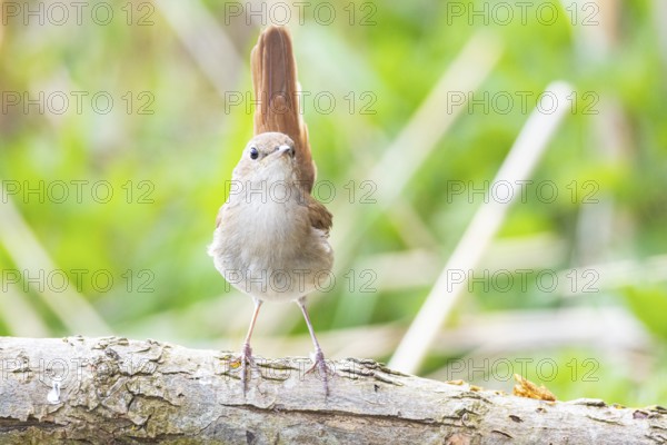 Nightingale (Luscinia megarhynchos) Germany