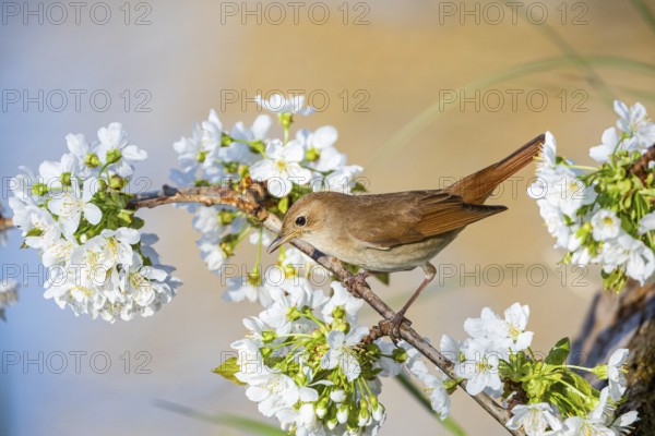 Nightingale (Luscinia megarhynchos) Germany