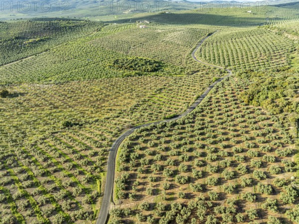 Fields of olive trees, trees planted in rows, aerial view, near village Cabra, Andalusia, Spain, Europe
