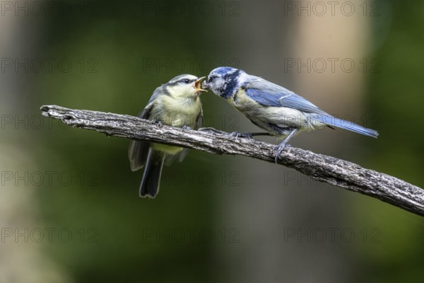 Blue tits (Parus caerulea), feeding young animals, Emsland, Lower Saxony, Germany, Europe