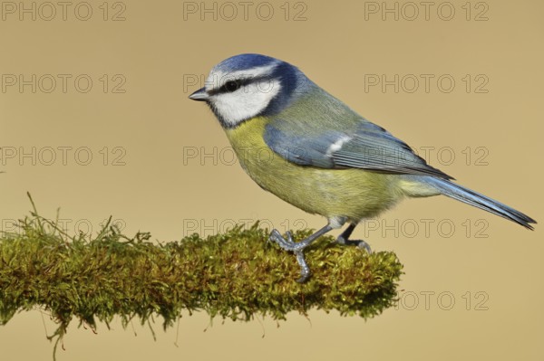 Blue tit (Parus caeruleus), sitting on moss-covered dead wood, Wilnsdorf, North Rhine-Westphalia, Germany, Europe