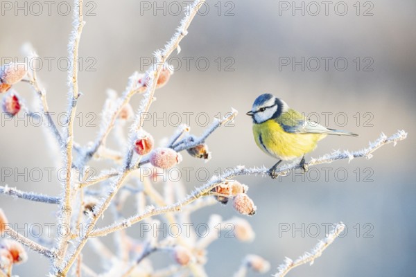 Blue tit (Parus caeruleus) Germany
