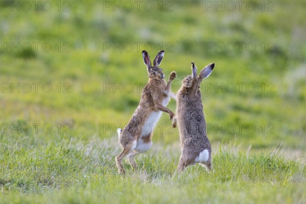 European hare (Lepus europaeus) Mating season Germany