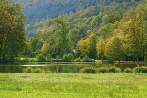 Green shore at a lake with autumn coloured forest in the background, Amorbach, Odenwald, Bavaria, Germany, Europe