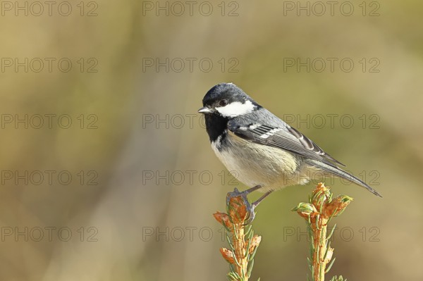 Fir tit (Parus ater), sitting on the top of a young spruce, European spruce (Picea abies), Wilnsdorf, North Rhine-Westphalia, Germany, Europe