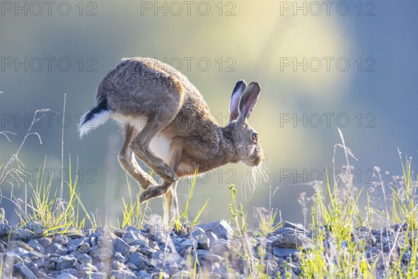 European hare (Lepus europaeus) Germany