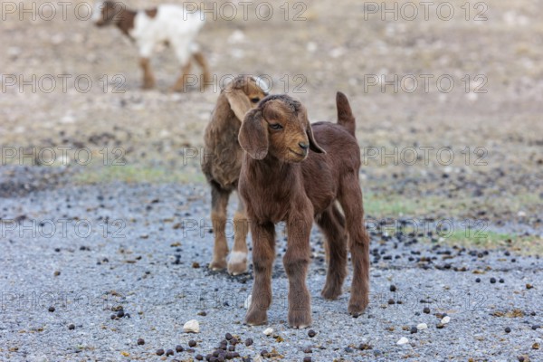 Newborn domesticated goat livestock raised for meat producion on a ranch in Sonora, Texas, USA, North America
