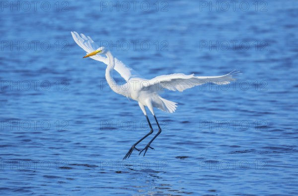 Great white egret (Ardea alba) in flight, Sanibel Island, J.N. Ding Darling National Wildlife Refuge, Florida, USA, North America