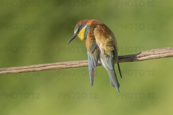 European bee-eater (Merops apiaster) on a branch during the breeding season in spring. Jechtingen, Emmendingen, Kaiserstuhl, Freiburg im Breisgau, Baden-Württemberg, Germany, Europe