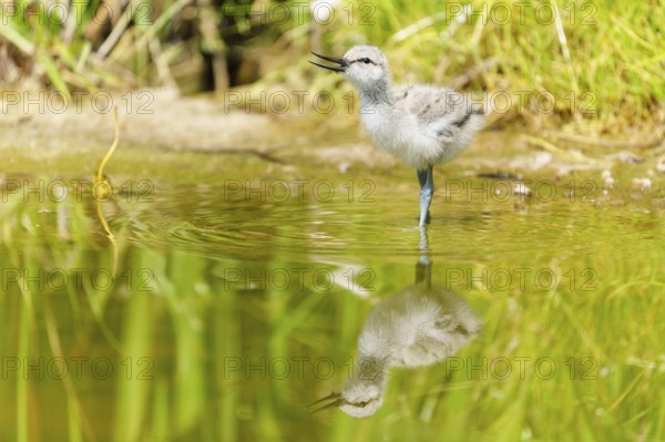 A young bird stands in the water, apparently singing, Avocet, (Recurvirostra avosetta), France, Europe