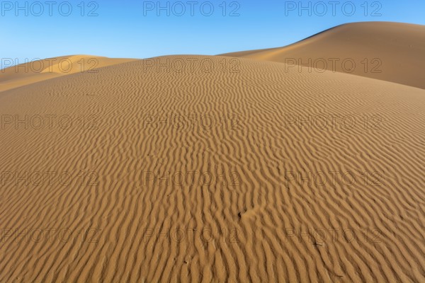 A sandy desert with a blue sky in the background. The sand is ribbed and has a slight slope. Merzouga, Errachidia, Draa-Tafilalet, Morocco, Africa