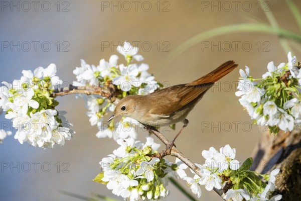 Nightingale (Luscinia megarhynchos) Germany