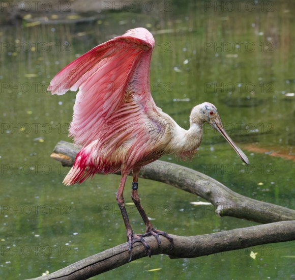 Roseate spoonbill (Platalea ajaja), adult, captive, occurrence coastal regions and floodplains, South America