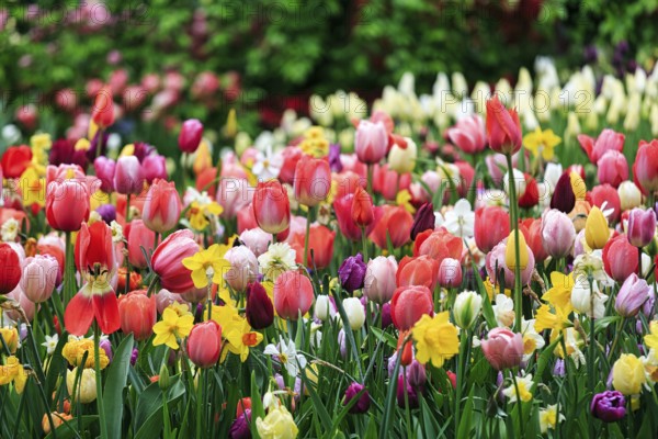 Different coloured tulips (Tulipa), colourful tulip bed, Keukenhof gardens, Lisse, Bollenstreek, South Holland, Netherlands