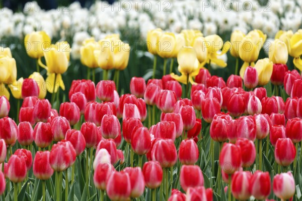 Different coloured tulips (Tulipa), colourful tulip bed, Keukenhof gardens, Lisse, Bollenstreek, South Holland, Netherlands