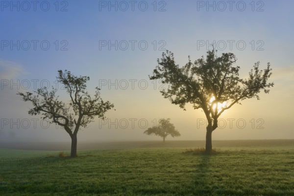 Three orchard trees illuminated by sunlight in a misty meadow landscape, Mönchberg, Miltenberg, Spessart, Bavaria, Germany, Europe