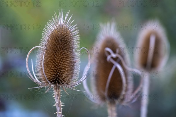 Wild teasel with blurred background showing an autumn scene, South Tyrol, Italy, Europe