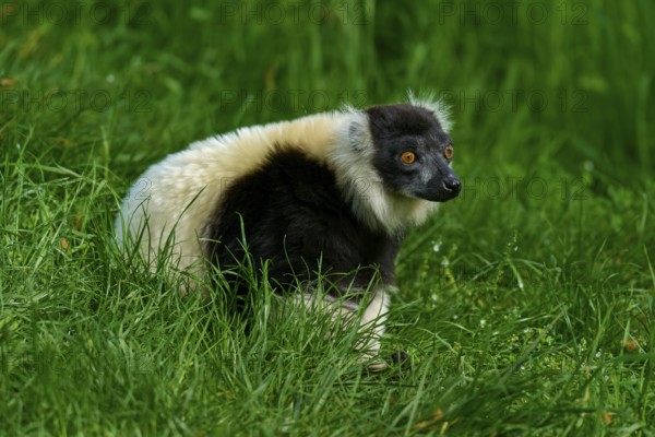 Black-and-white ruffed lemur (Varecia variegata), sitting attentively in the grass of an open meadow, France, Europe