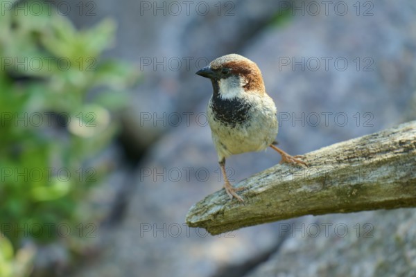 House sparrow (Passer domesticus), sitting attentively on a branch, gently illuminated by sunlight, France, Europe