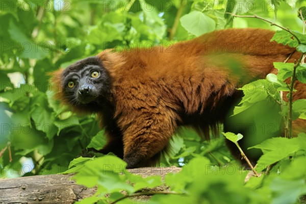 Red ruffed lemur (Varecia rubra), peering curiously between green leaves, France, Europe