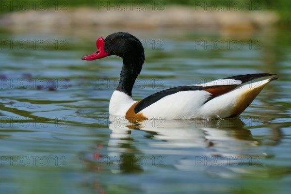 Shelduck (Tadorna tadorna), gliding calmly over a pond with a clear water surface, France, Europe