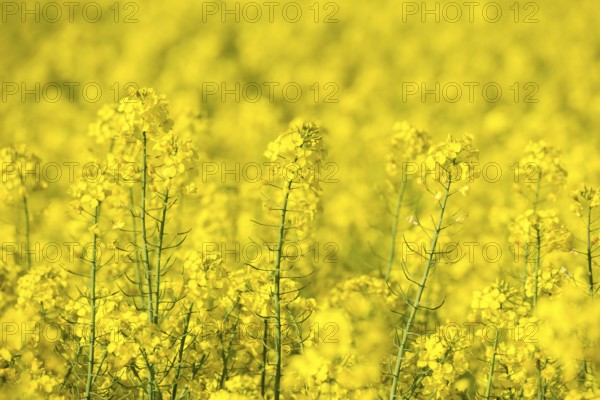 A dense sea of blooming rapeseed flowers forming a vibrant yellow landscape, Baden-Württemberg, Germany, Europe