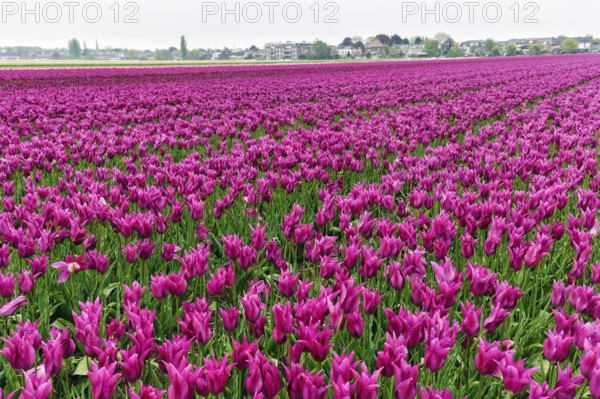 Pink tulips, dull spring weather, cloud cover, tulip field, Bollenstreek, South Holland, Netherlands