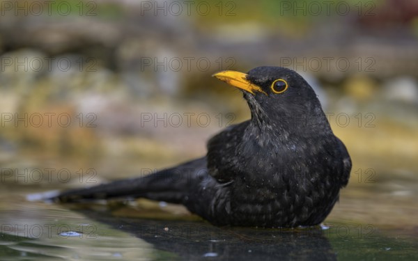 Blackbird (Turdus merula), male bathing, biosphere reserve, Swabian Alb, Baden-Württemberg, Germany, Europe