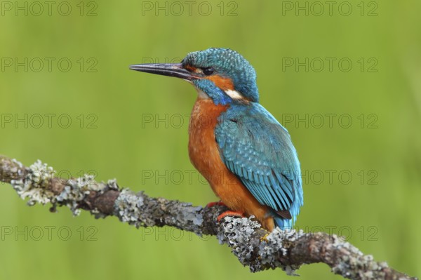 Kingfisher (Alcedo atthis), male sitting on a branch overgrown with lichen, Wildlife, Nature photography, Water bird, Siegerland, North Rhine-Westphalia, Germany, Europe