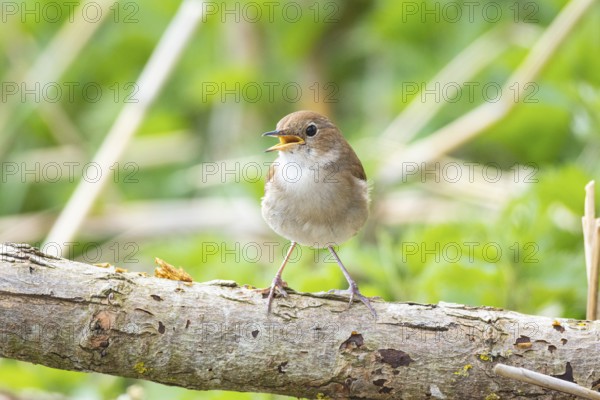 Nightingale (Luscinia megarhynchos) Germany