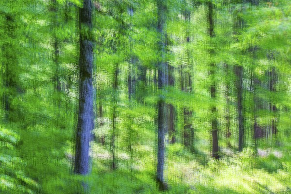 Beech (Fagus), beech family (Fagaceae), forest, fresh green, abtract, Laiz, Upper Danube nature park Park, Baden-Württemberg, Germany, Europe