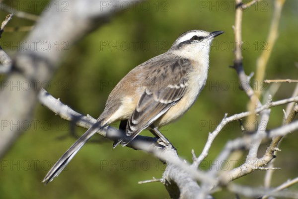 Close-up of a Campos mockingbird (Mimus saturninus), seen while birdwatching in Buenos Aires, Argentina, South America