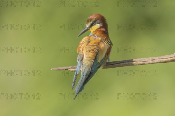European bee-eater (Merops apiaster) on a branch during the breeding season in spring. Jechtingen, Emmendingen, Kaiserstuhl, Freiburg im Breisgau, Baden-Württemberg, Germany, Europe