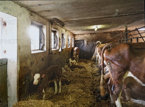 Tethered calves in a cow barn with tethering, Bavaria, Germany, Europe