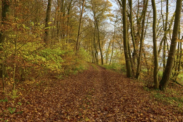 A quiet path through an autumn coloured forest with golden leaves, Hornbach, Walldürn, Odenwald, Neckar-Odenwald Kreis, Baden-Württemberg, Germany, Europe