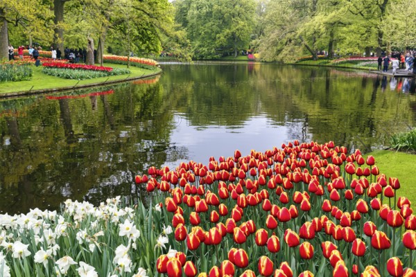 Bicoloured tulips (Tulipa), colourful tulip bed by a pond, Keukenhof gardens, Lisse, Bollenstreek, South Holland, Netherlands