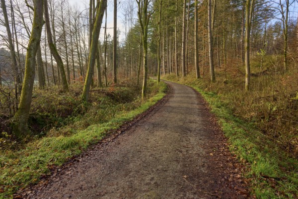 A narrow forest path meanders through the autumn forest under leafless treetops, Odenwald, Neckar-Odenwald district, Baden-Württemberg, Germany, Europe