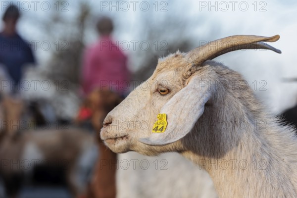 Domesticated goat livestock raised for meat producion on a ranch in Sonora, Texas, USA, North America
