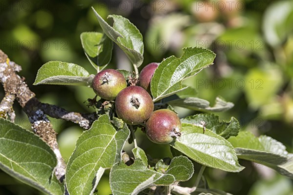 Apple harvest 2025 in preparation. Small apples on an apple tree. Weingarten, Baden-Württemberg, Germany, Europe