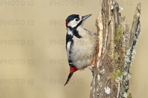Great spotted woodpecker (Dendrocopos major), male, foraging on a tree stump overgrown with moss and lichen in the forest, Wilnsdorf, North Rhine-Westphalia, Germany, Europe