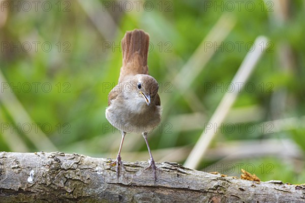 Nightingale (Luscinia megarhynchos) Germany