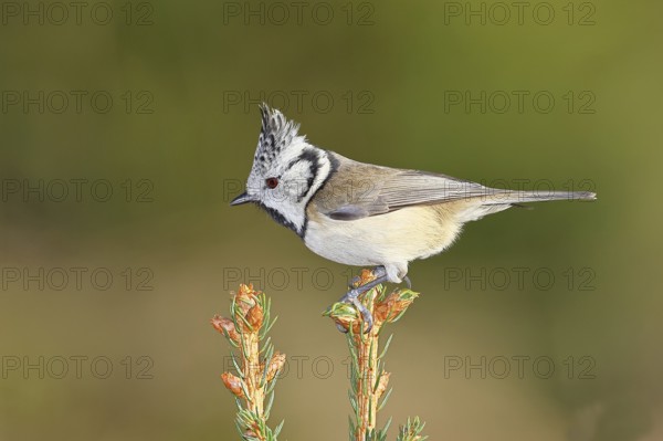 Crested Tit (Lophophanes scalloped ribbonfish), sitting on the top of a young spruce, European spruce (Picea abies), Wilnsdorf, North Rhine-Westphalia, Germany, Europe