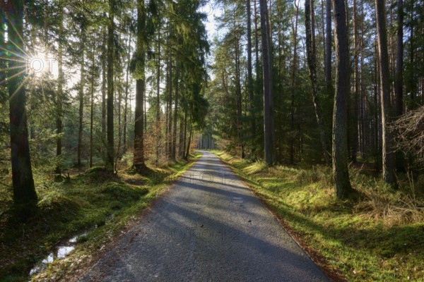 Quiet forest path with sunlight and long shadows from the trees, Buchen, Odenwald, Neckar-Odenwald district, Baden-Württemberg, Germany, Europe