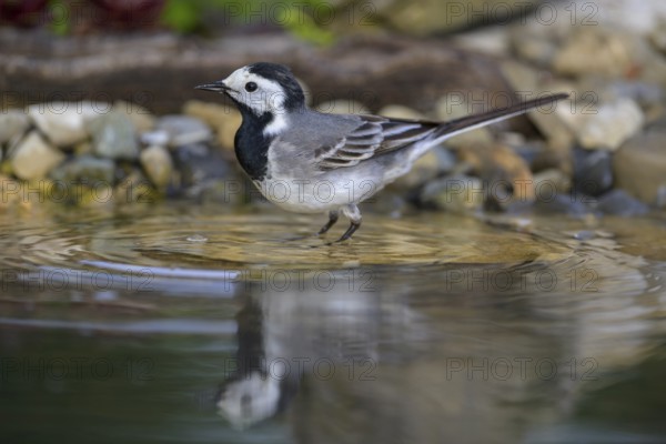 White wagtail (Motacilla alba), male bathing, biosphere reserve, Swabian Alb, Baden-Württemberg, Germany, Europe