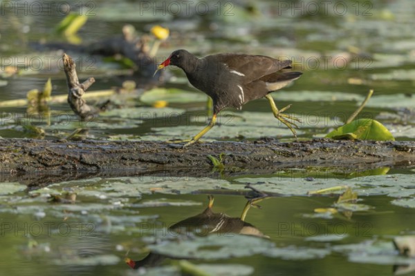 A bog hen (Gallinula chloropus) runs over a tree trunk to her chicks in her nest. Bas rhin, Alsace, grand est, France, Europe