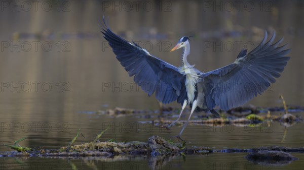 Grey heron (Ardea cinerea), adult heron landing on a water lily root, Neckar valley, Baden-Württemberg, Germany, Europe