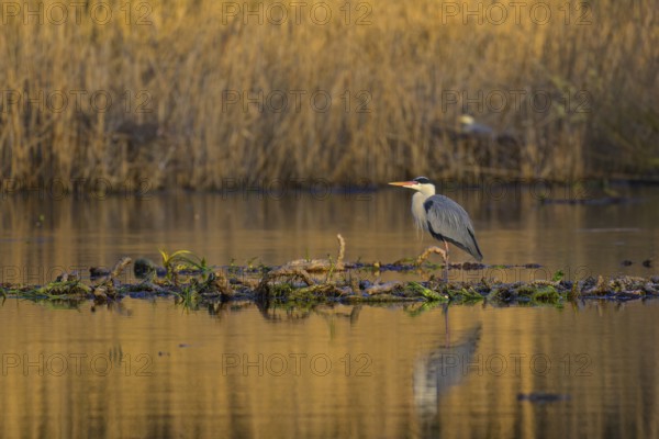 Grey heron (Ardea cinerea), adult heron standing on a water lily root in the water, in front of a colony in the reeds, evening light, Neckar valley, Baden-Württemberg, Germany, Europe